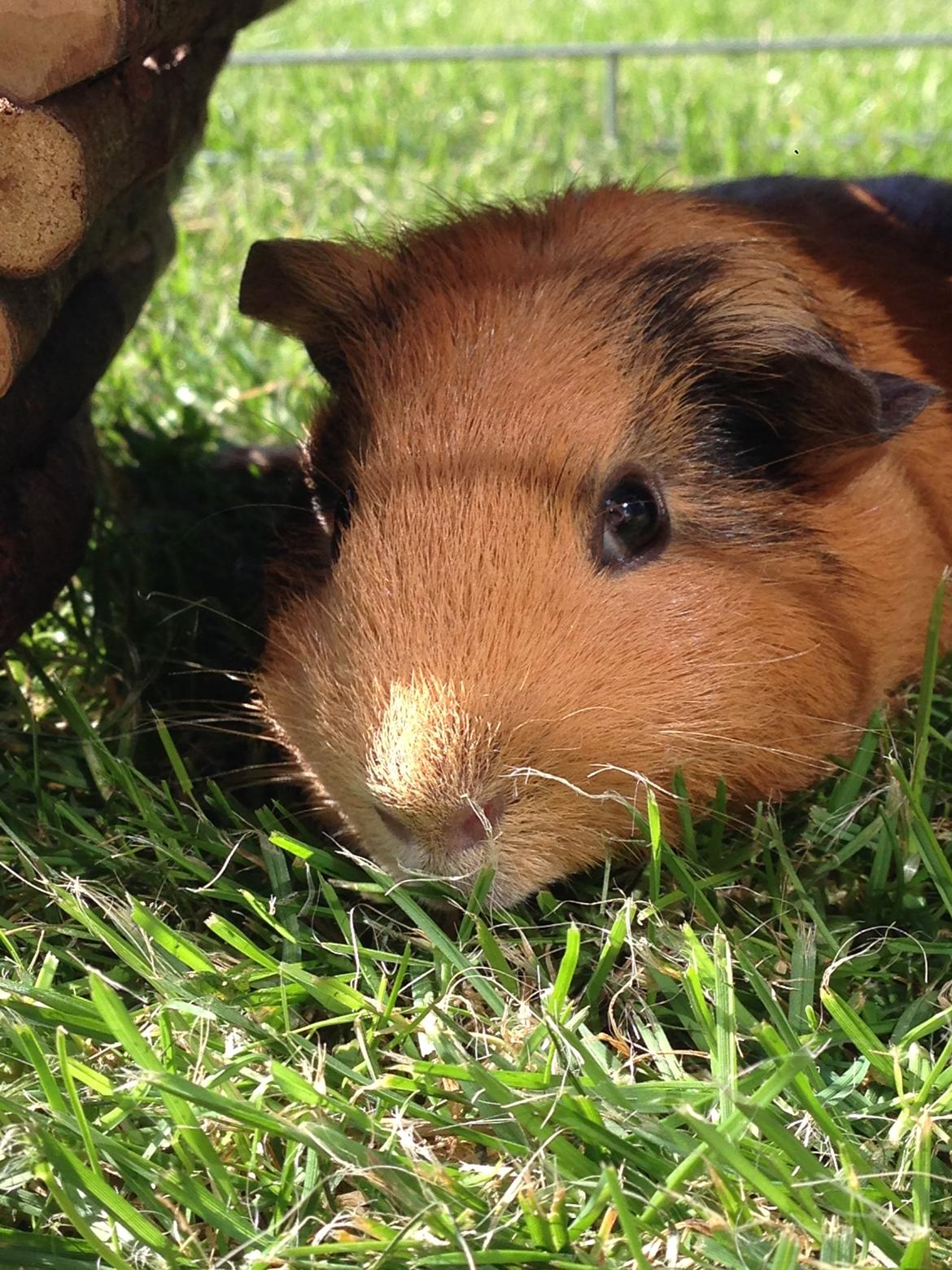 Marsvin Arno billede 4