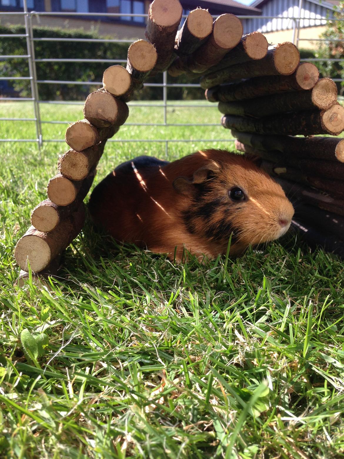 Marsvin Arno billede 3