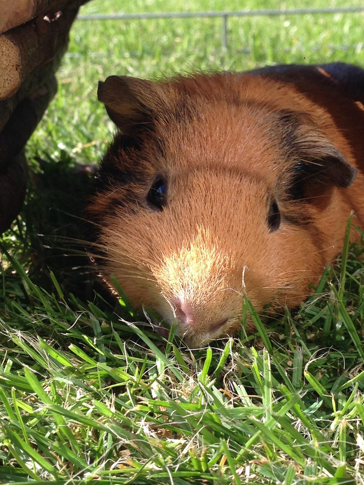 Marsvin Arno - Nom nom billede 2