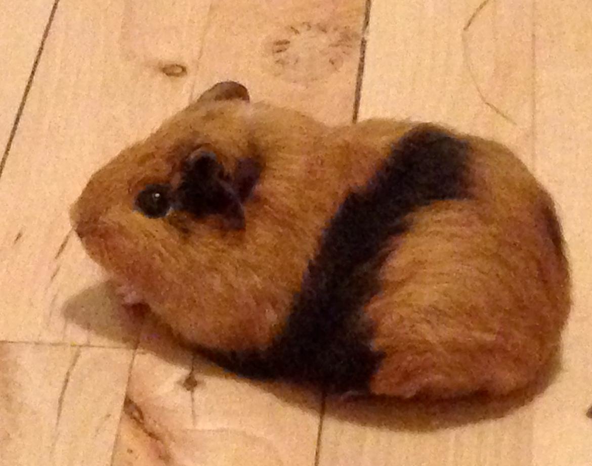 Marsvin Arno - Lige da vi havde fået hende hjem. Hele verden er skræmmende. billede 1