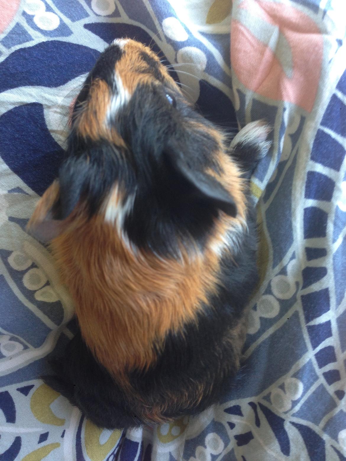 Marsvin Hassel billede 3