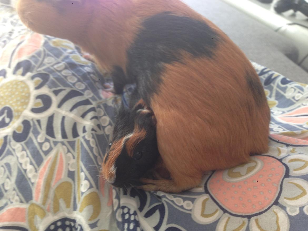 Marsvin Hassel - Sammen med mor. billede 4