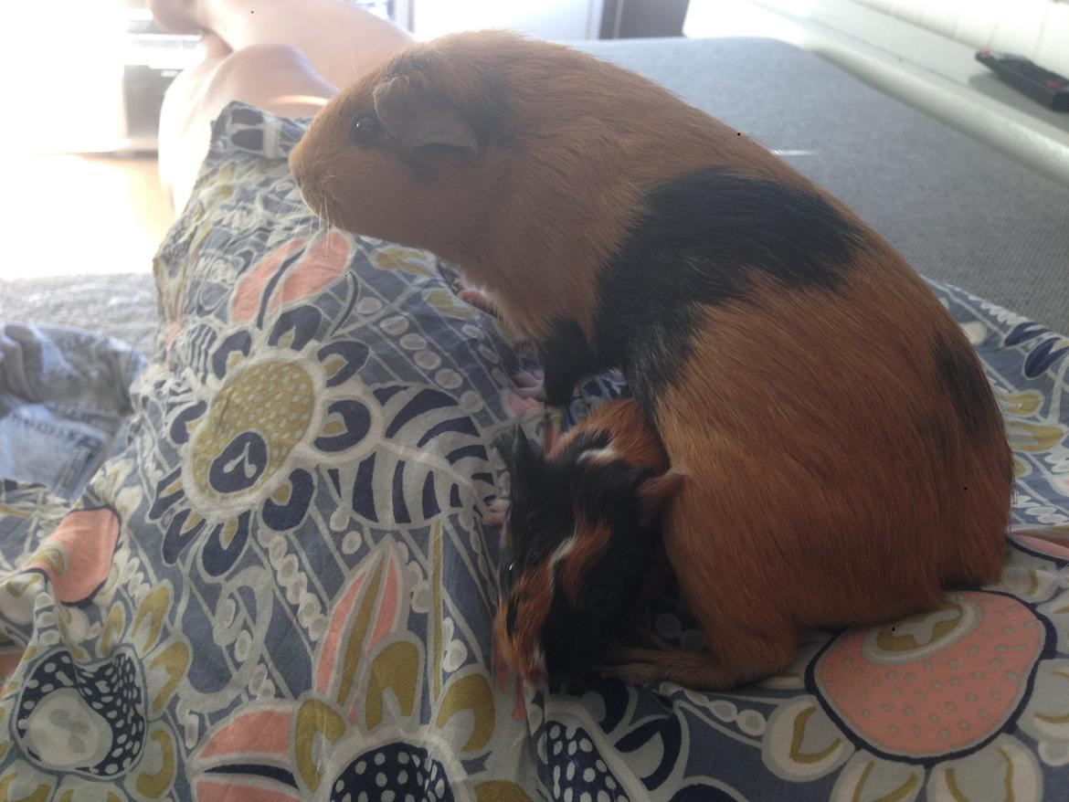 Marsvin Hassel billede 5