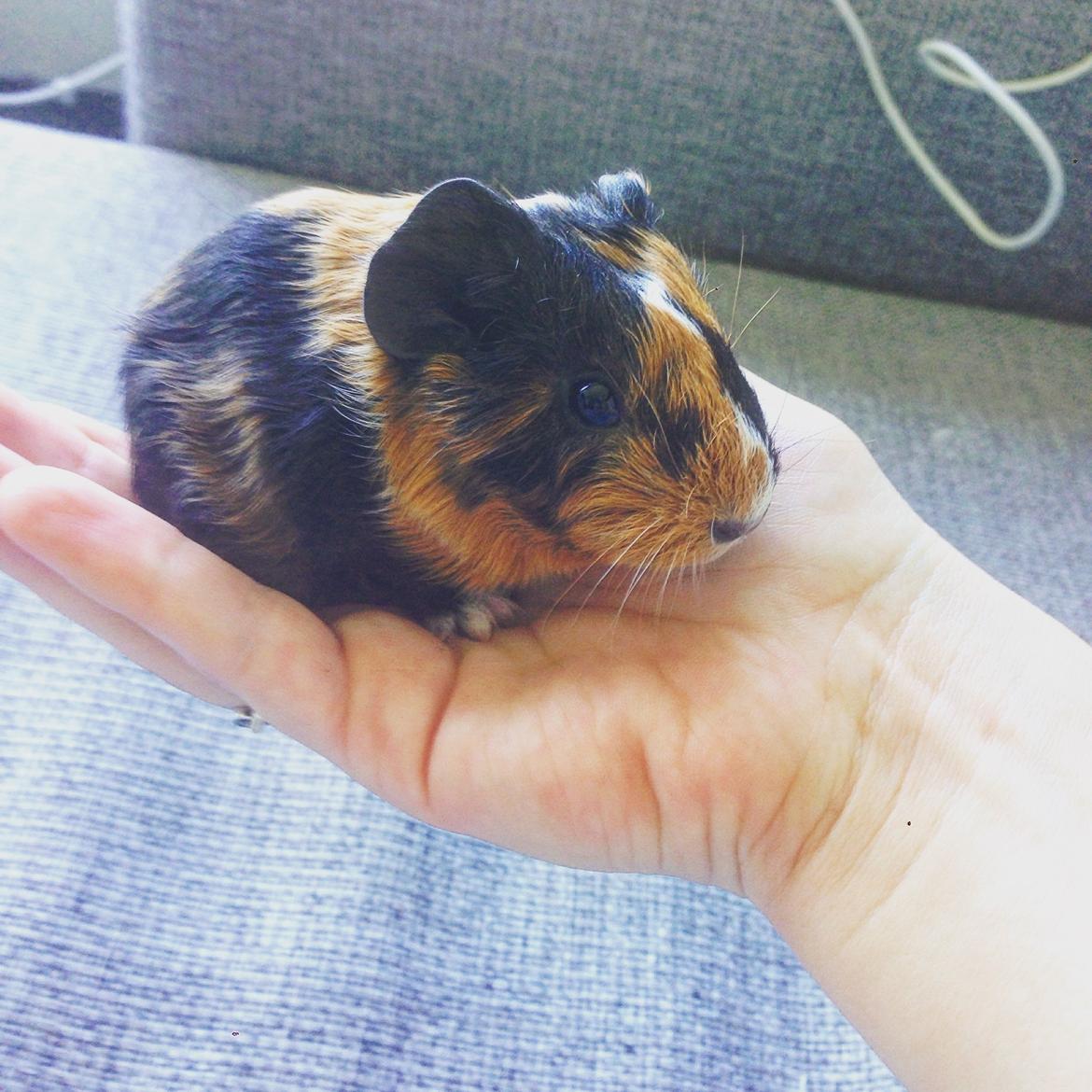 Marsvin Hassel - Nyfødt. billede 1