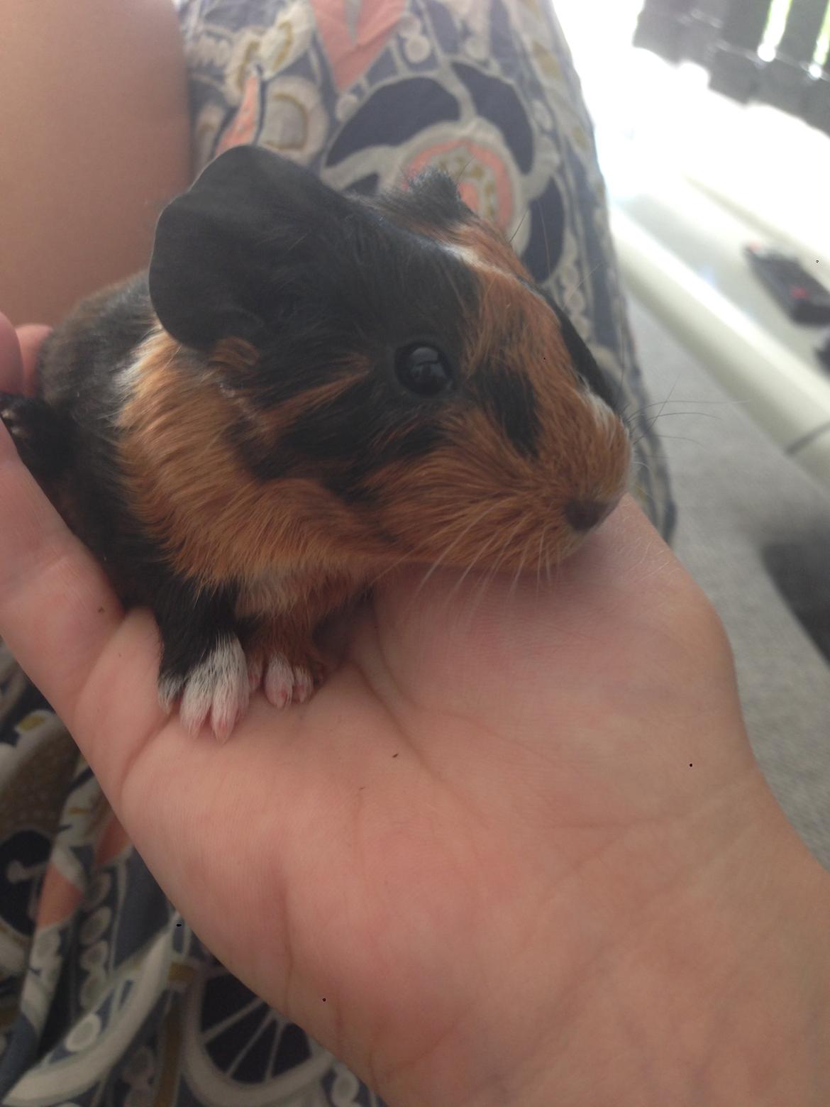 Marsvin Hassel billede 2