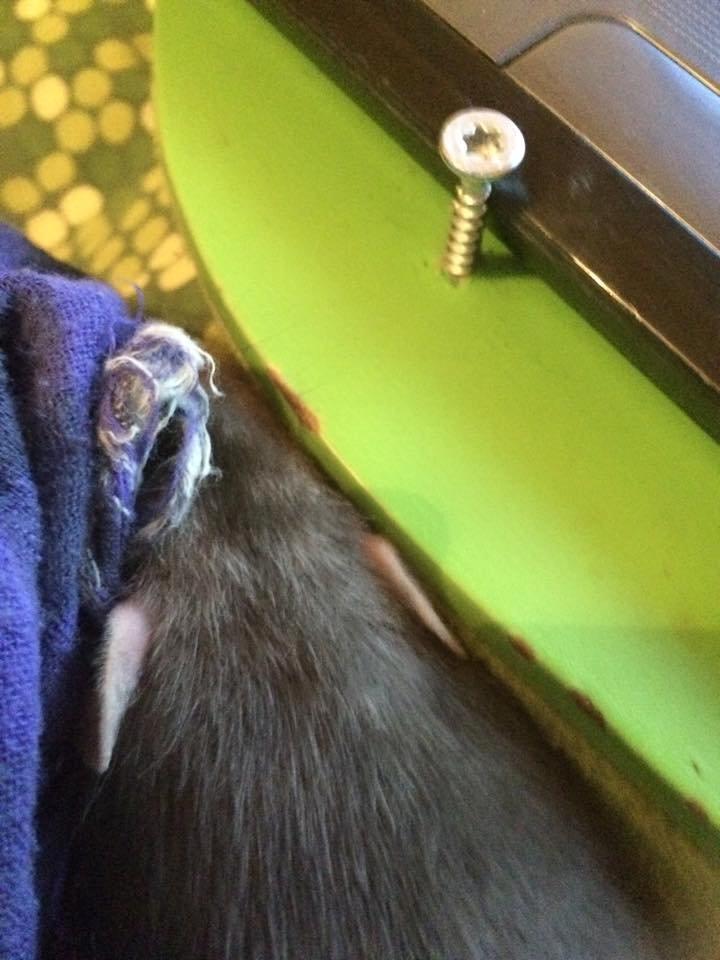 Tamrotte Tippe - Tippe 6-7 uger gammel - 2015 billede 2