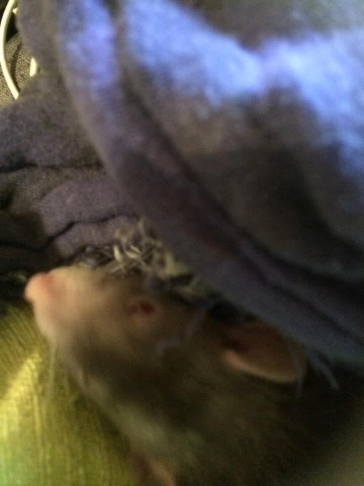 Tamrotte Tippe - Tippe 6-7 uger - 2015  billede 3