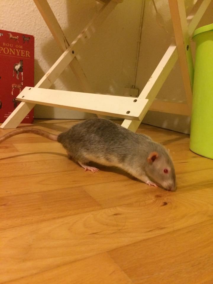 Tamrotte Tippe - Tippe, snart 1 år - 2015 billede 4