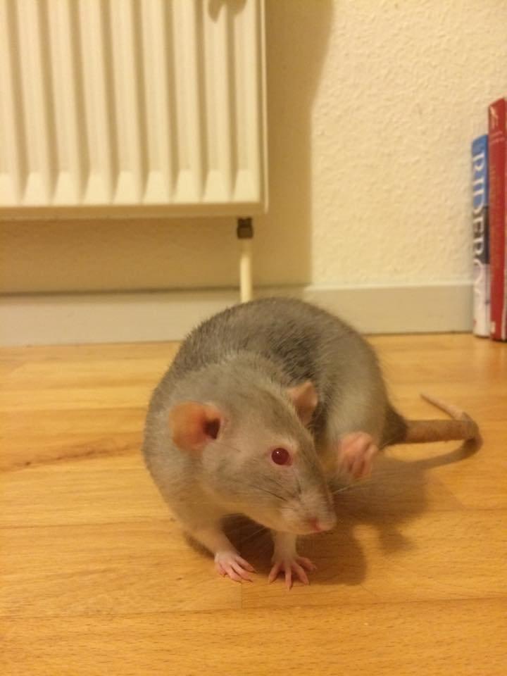 Tamrotte Tippe - Tippe, snart 1 år  - 2015 billede 5