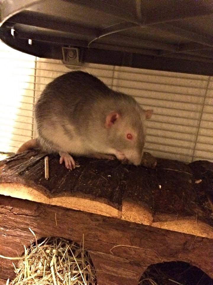 Tamrotte Tippe - Tippe snart 1 år - 2015 billede 1