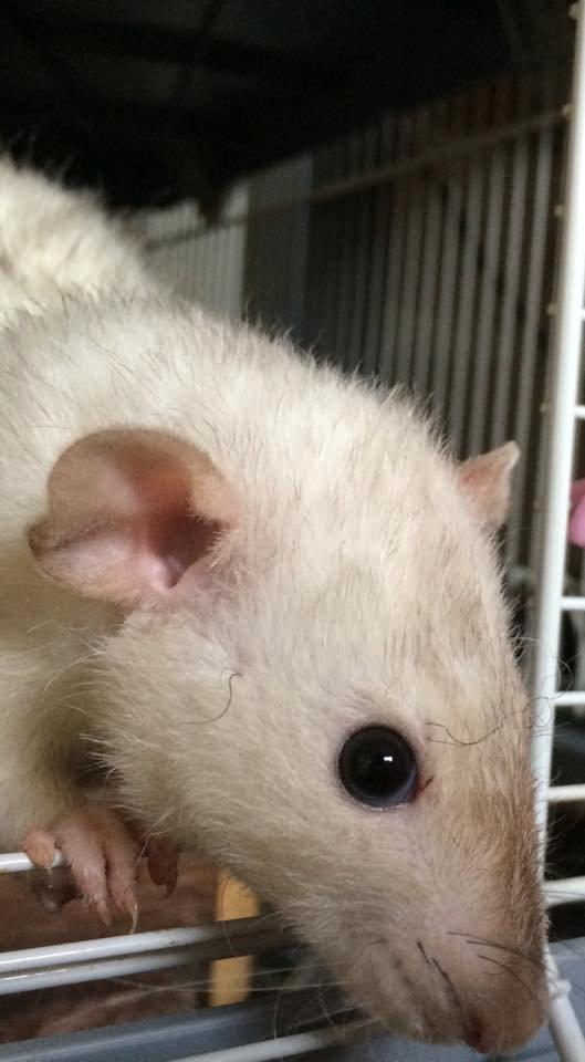 Tamrotte Pinkie - Pinkie, snart 1 år - 2015 billede 1