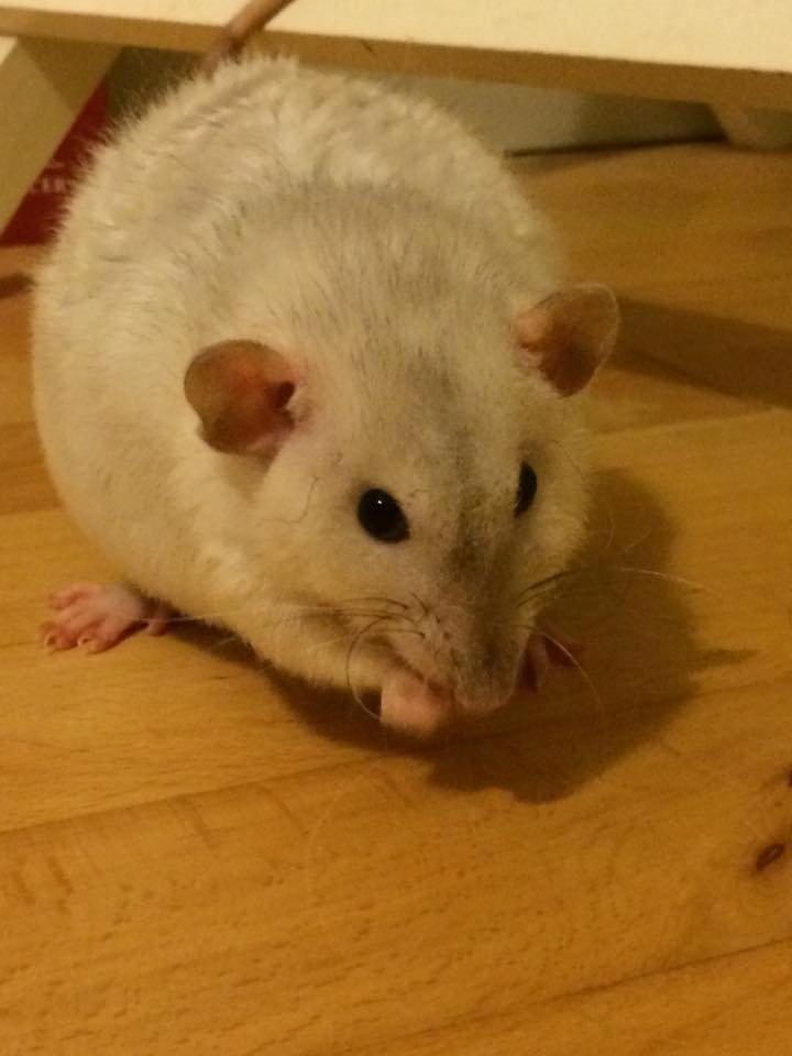 Tamrotte Pinkie - Pinkie, snart 1 år - 2015 billede 4