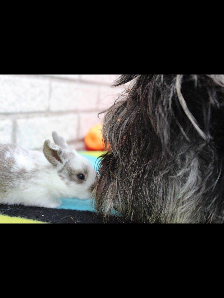 Kanin Smølfehusets Once in a Lifetime of 1D billede 4