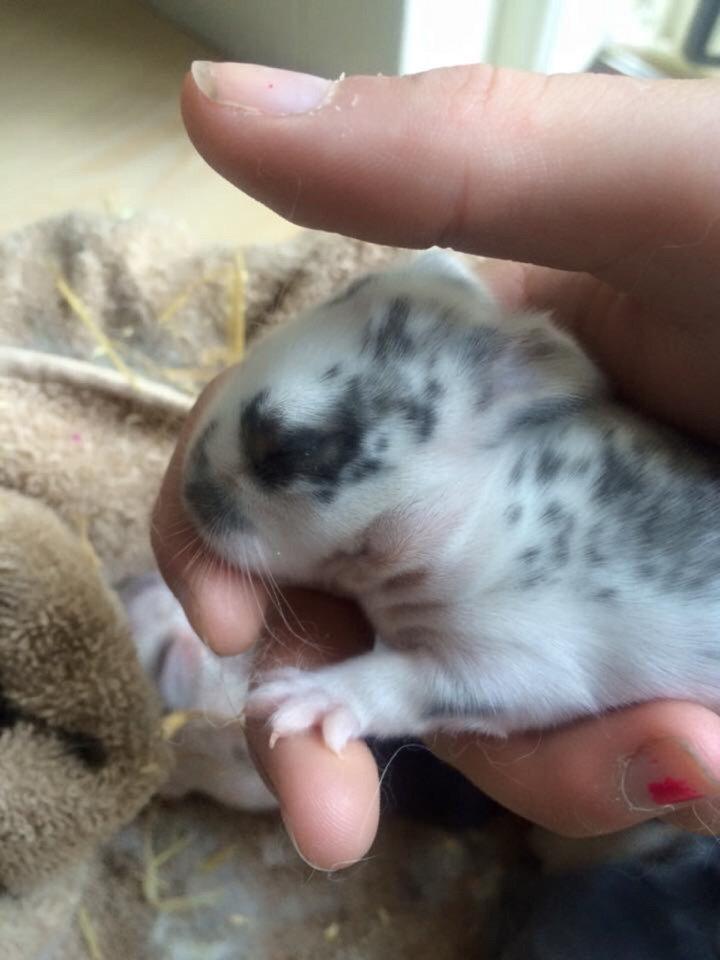 Kanin Smølfehusets Once in a Lifetime of 1D billede 3