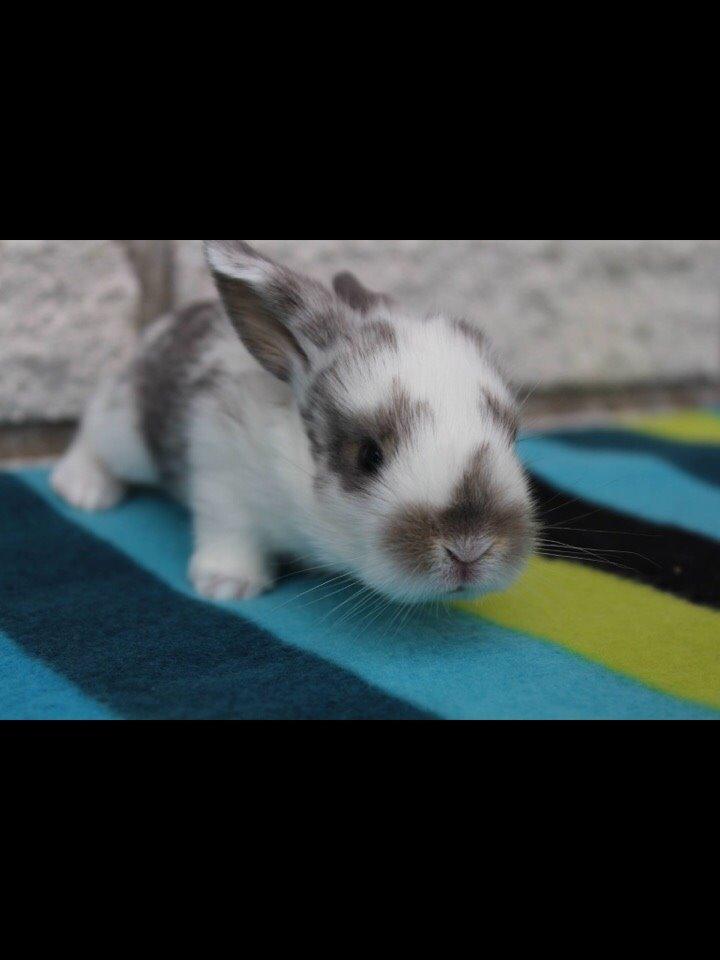 Kanin Smølfehusets Once in a Lifetime of 1D billede 5