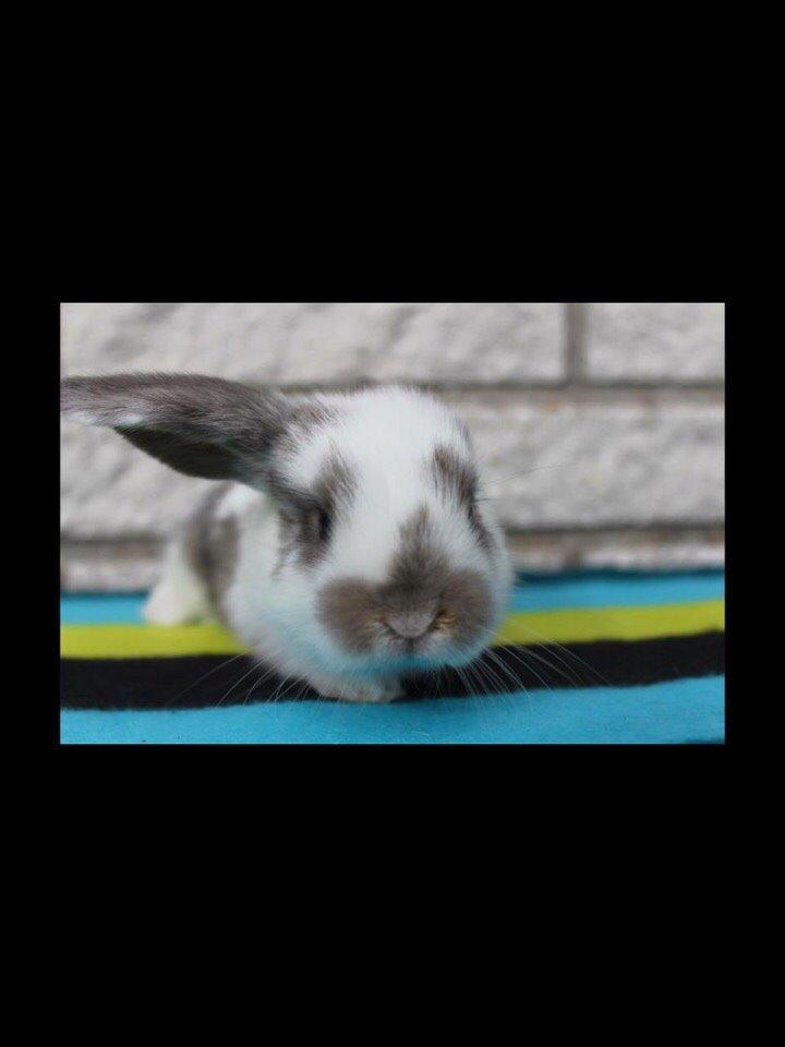 Kanin Smølfehusets Once in a Lifetime of 1D billede 6