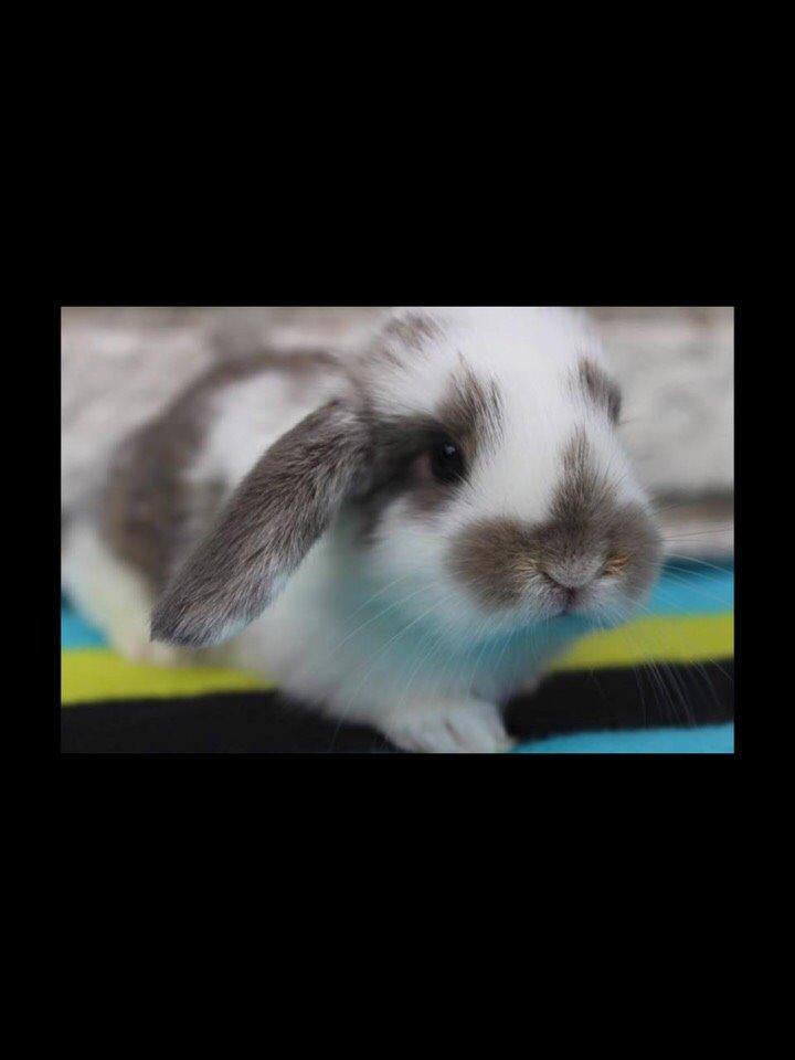 Kanin Smølfehusets Once in a Lifetime of 1D billede 7