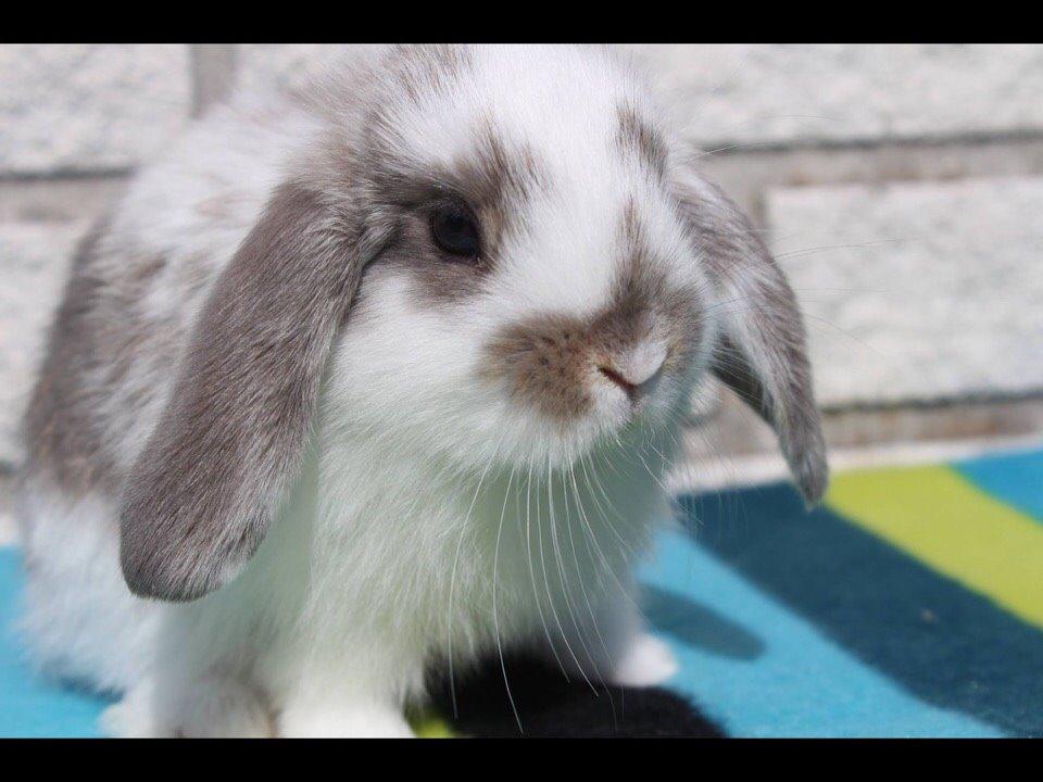 Kanin Smølfehusets Once in a Lifetime of 1D billede 8