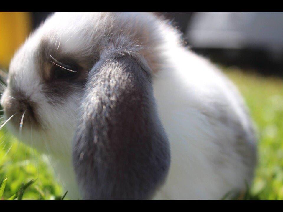 Kanin Smølfehusets Once in a Lifetime of 1D billede 10