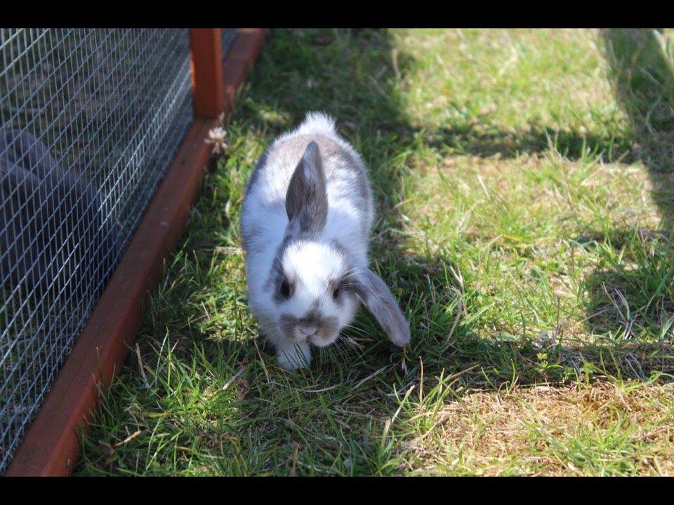 Kanin Smølfehusets Once in a Lifetime of 1D billede 9