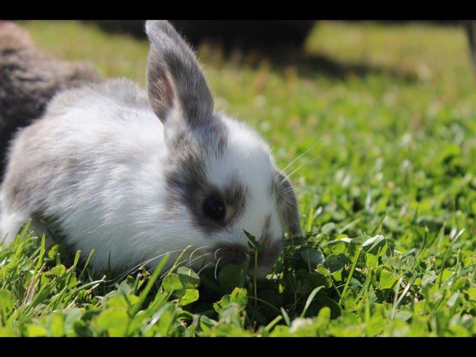 Kanin Smølfehusets Once in a Lifetime of 1D billede 11