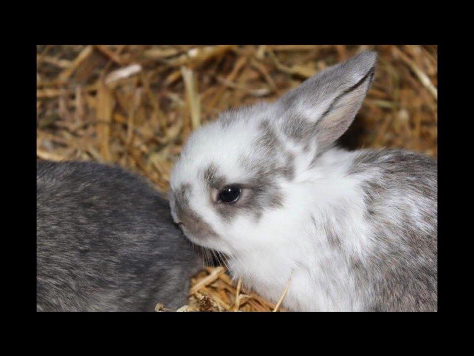 Kanin Smølfehusets Once in a Lifetime of 1D billede 12