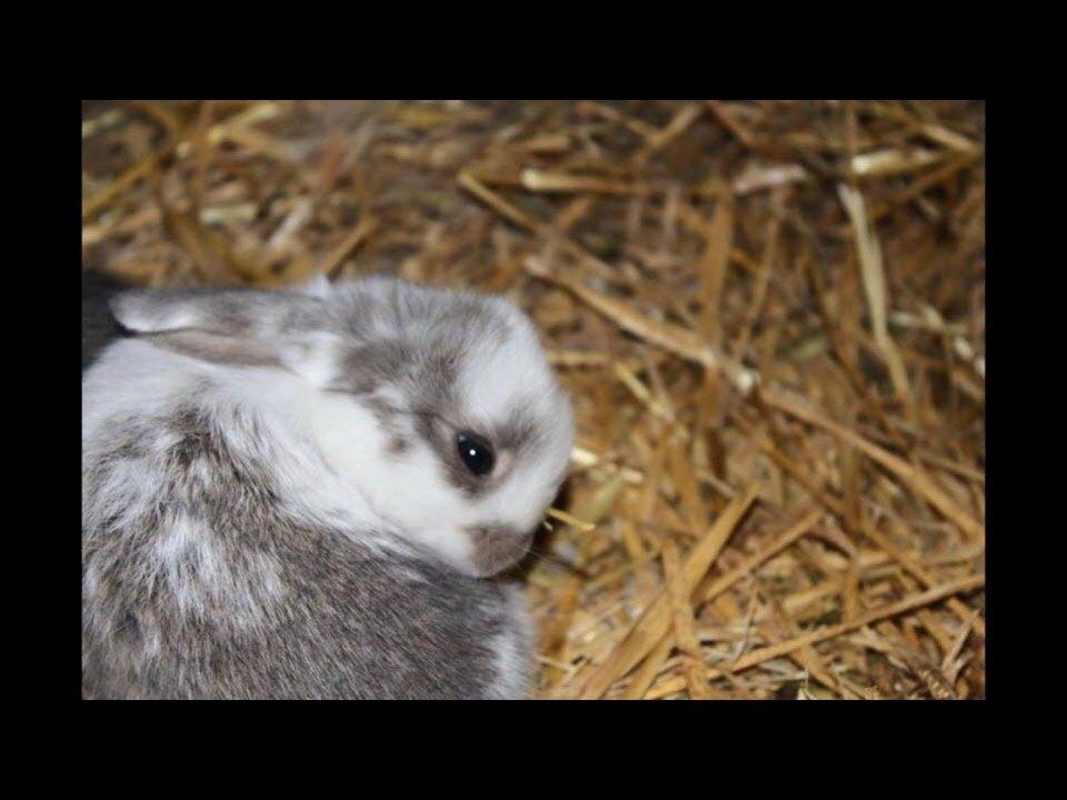 Kanin Smølfehusets Once in a Lifetime of 1D billede 13