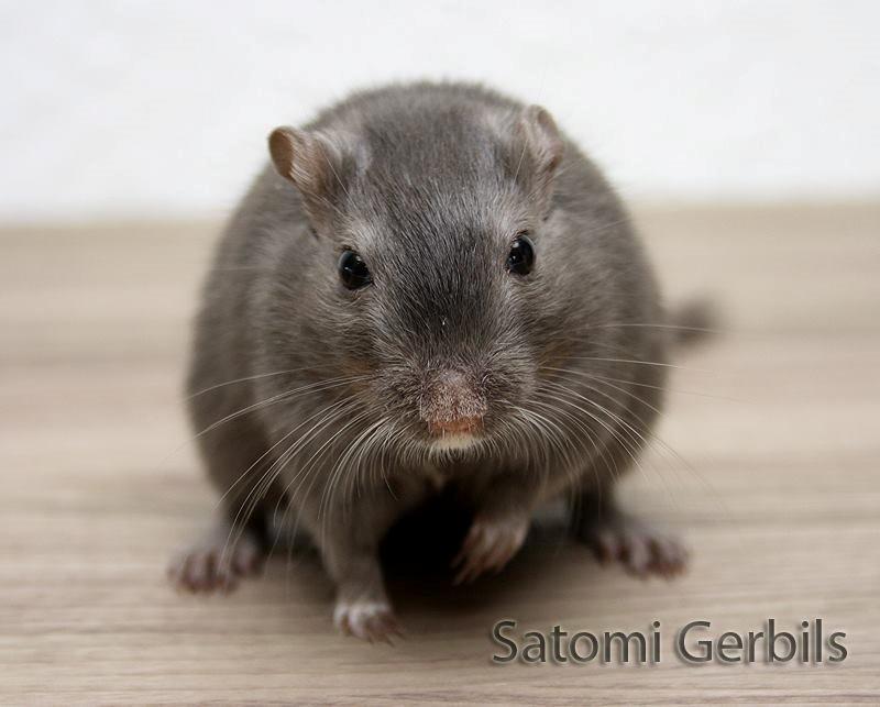 Ørkenrotte LUX Giovanni Henriksen billede 1