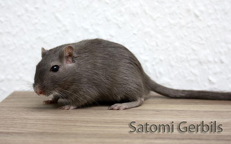 Ørkenrotte LUX Giovanni Henriksen billede 3