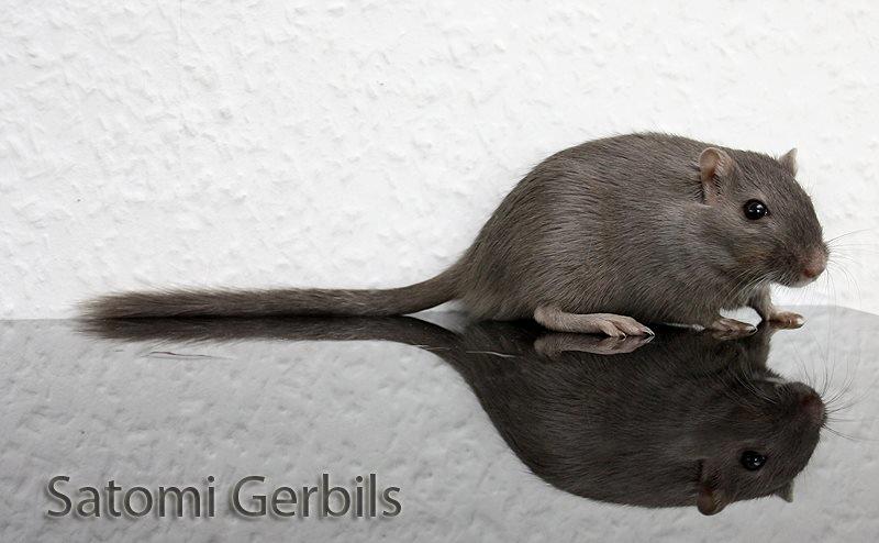 Ørkenrotte LUX Giovanni Henriksen billede 4