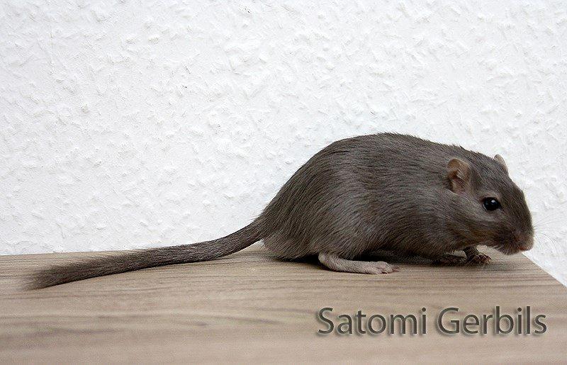 Ørkenrotte LUX Giovanni Henriksen billede 5