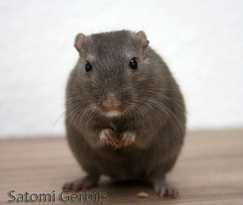 Ørkenrotte LUX Giovanni Henriksen billede 2