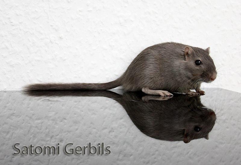 Ørkenrotte LUX Giovanni Henriksen billede 7