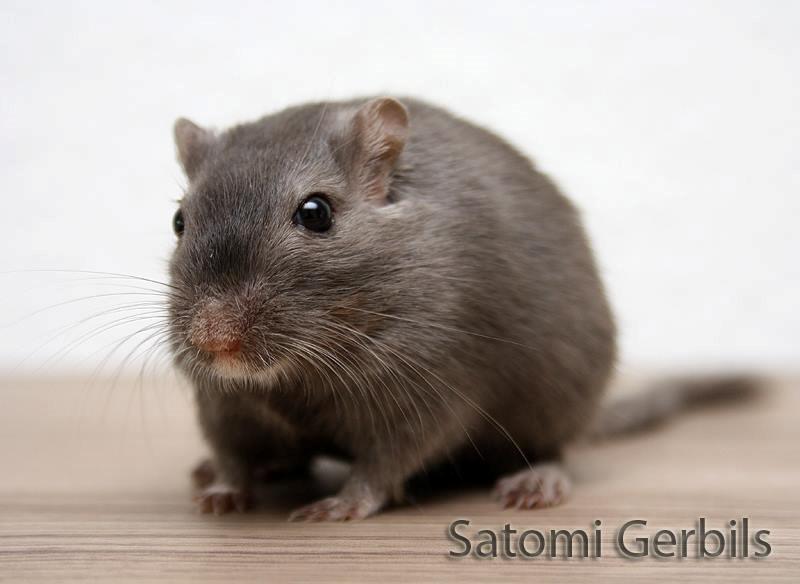 Ørkenrotte LUX Giovanni Henriksen billede 8