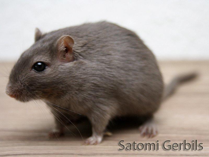 Ørkenrotte LUX Giovanni Henriksen billede 6