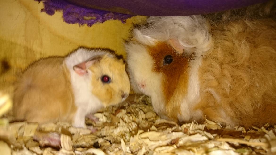 Marsvin Alpaca - Twinkys Aura For Laura Bukserne Flagrer billede 1