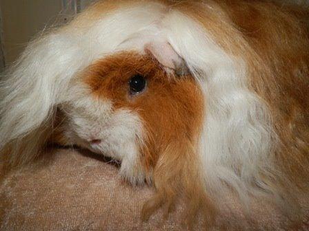 Marsvin Alpaca - Twinkys Aura For Laura Bukserne Flagrer billede 2