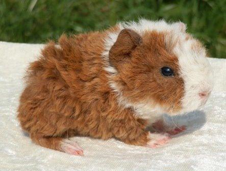 Marsvin Alpaca - Twinkys Aura For Laura Bukserne Flagrer billede 3