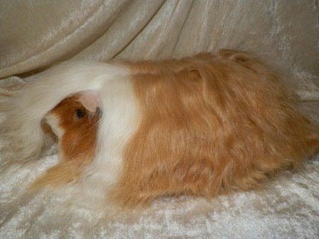 Marsvin Alpaca - Twinkys Aura For Laura Bukserne Flagrer billede 4