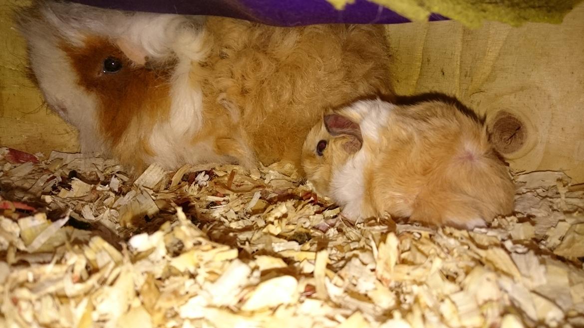 Marsvin Alpaca - Twinkys Aura For Laura Bukserne Flagrer billede 6