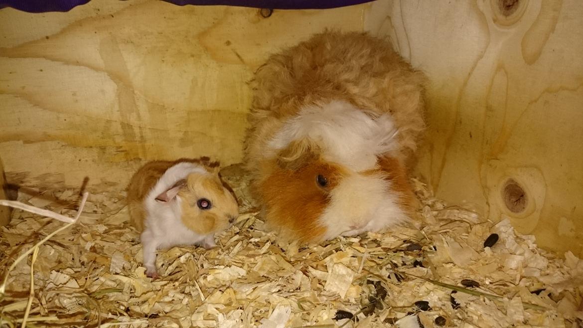 Marsvin Alpaca - Twinkys Aura For Laura Bukserne Flagrer billede 5