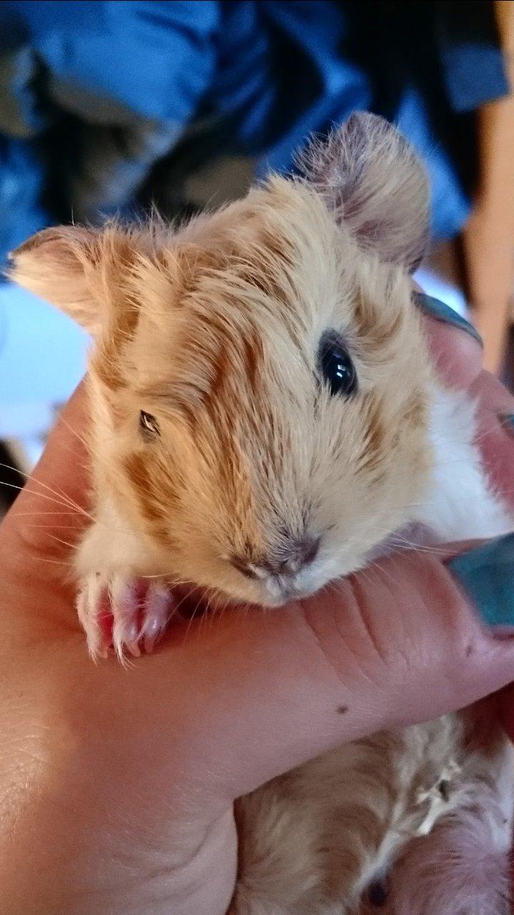 Marsvin Peruaner - Starlights Anton dine bukser er revnet billede 4