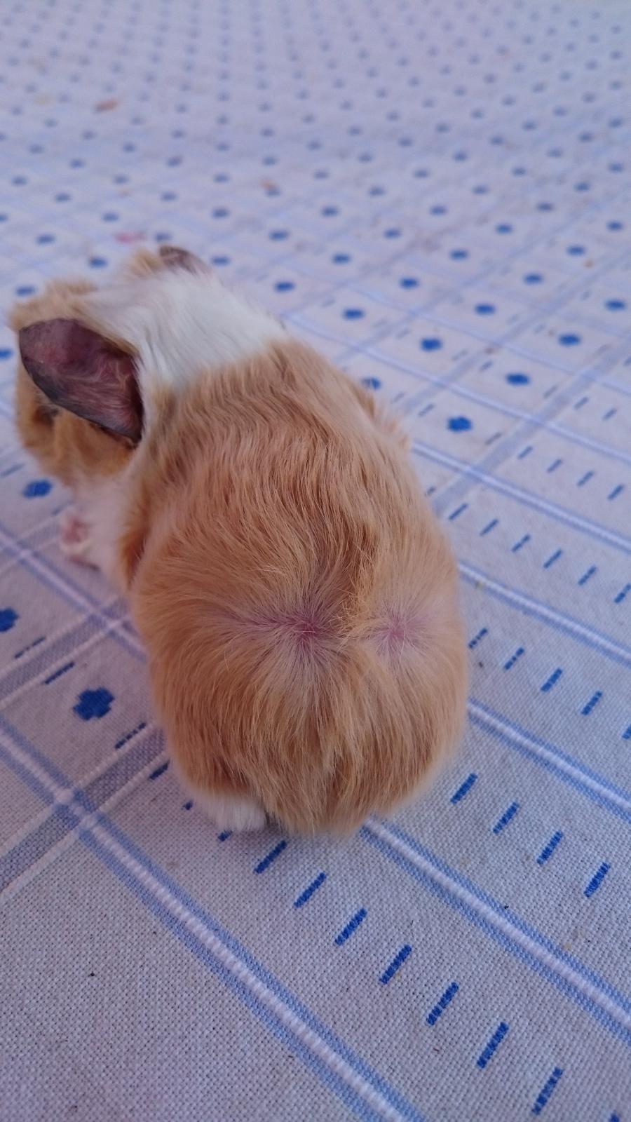 Marsvin Peruaner - Starlights Anton dine bukser er revnet billede 5