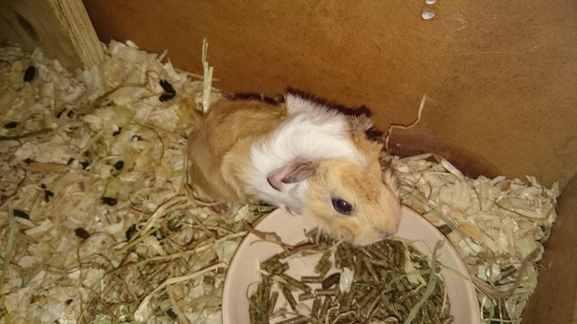 Marsvin Peruaner - Starlights Anton dine bukser er revnet billede 3