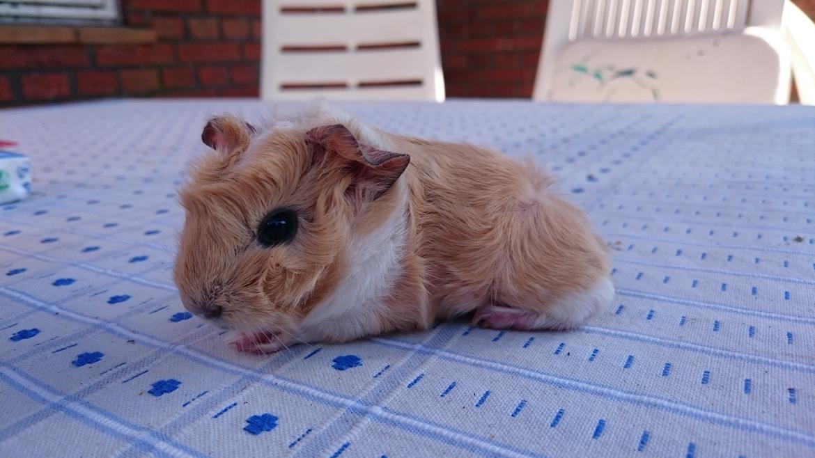 Marsvin Peruaner - Starlights Anton dine bukser er revnet billede 6