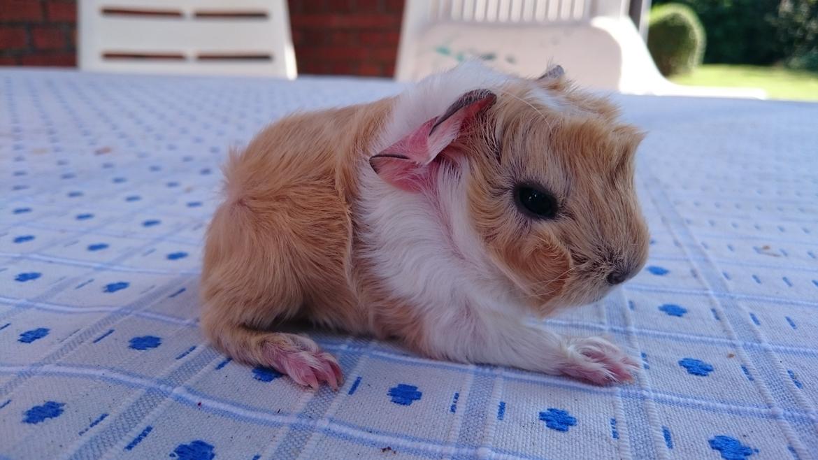 Marsvin Peruaner - Starlights Anton dine bukser er revnet billede 8