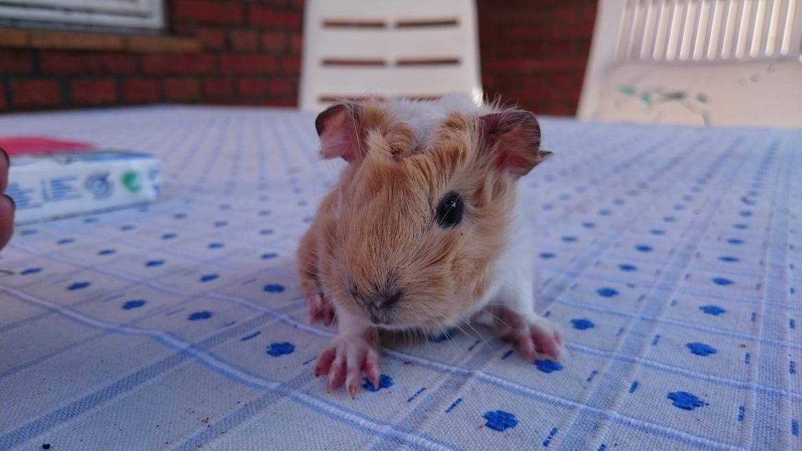 Marsvin Peruaner - Starlights Anton dine bukser er revnet billede 7