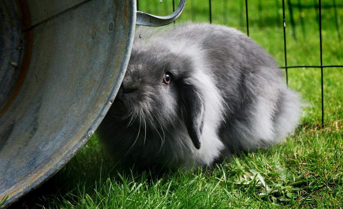 Kanin BlueBunnies AlPi Jon Snow "Blue" billede 3