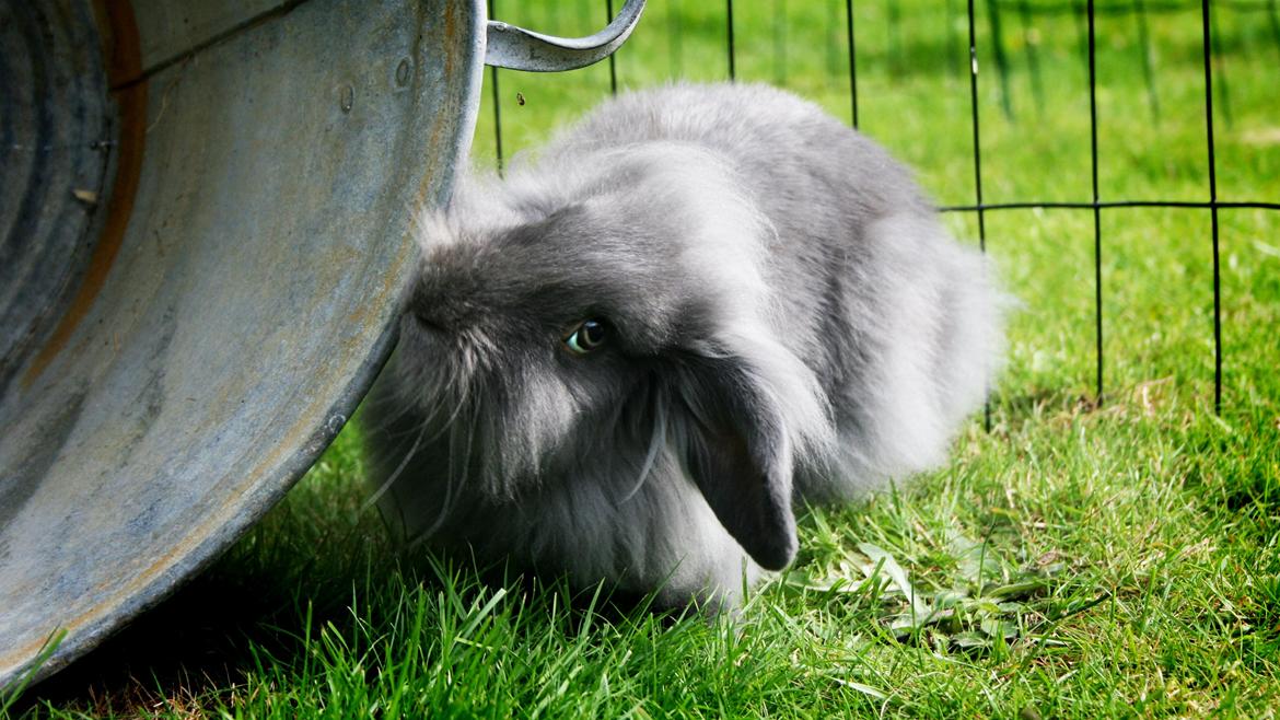 Kanin BlueBunnies AlPi Jon Snow "Blue" billede 6