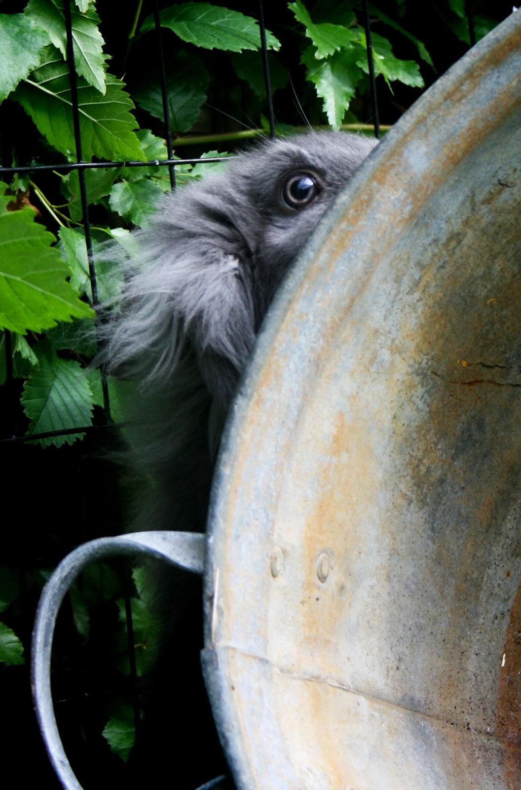 Kanin BlueBunnies AlPi Jon Snow "Blue" billede 5